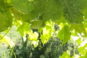 Från Porto: Vinprovning i Dourodalen med upphämtning från hotell