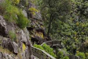 Au départ de Porto : visite d'une jounée des passerelles de Paiva avec déjeuner à base de bœuf AOC