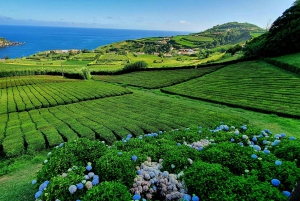 Full Day: Furnas, Tea Plantations & More With Lunch