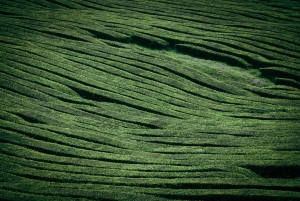 Full Day: Furnas, Tea Plantations & More With Lunch
