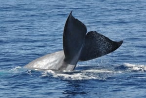 Funchal: Delfin- und Whale-Watching-Katamaranfahrt