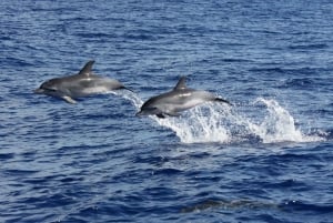 Funchal: Delfin- und Whale-Watching-Katamaranfahrt