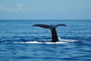 Funchal: Delfin- und Whale-Watching-Katamaranfahrt