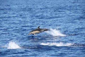 Funchal: Delfin- und Whale-Watching-Katamaranfahrt