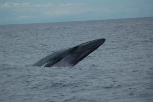 Funchal: Delfin- und Whale-Watching-Katamaranfahrt
