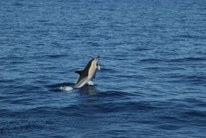 Funchal: Delfin- und Whale-Watching-Katamaranfahrt