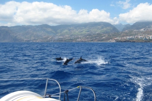 Funchal: Delfin- und Whale-Watching-Katamaranfahrt