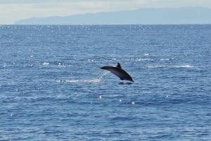Funchal: Delfin- und Whale-Watching-Katamaranfahrt