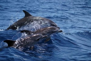 Funchal: Delfin- og hvalsafari