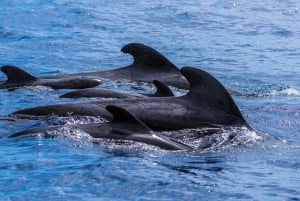 Funchal: Delfin- og hvalsafari