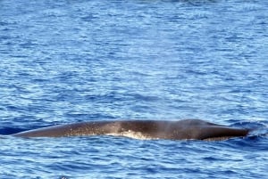 Funchal: Delfin- og hvalsafari