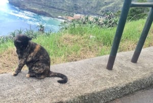 Funchal: Familientour auf der Insel Madeira