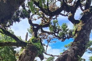 Funchal: Familientour auf der Insel Madeira