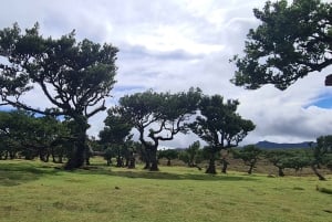 Funchal: Familientour auf der Insel Madeira
