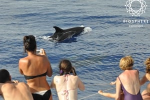 Funchal : Pico Arieiro, Cristo Rei et observation des dauphins