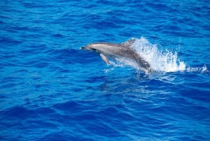 Funchal : Pico Arieiro, Cristo Rei et observation des dauphins