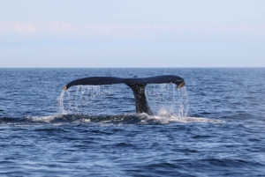 Funchal: RIB Whale-Watching-Bootsfahrt und optionales Delphinschwimmen
