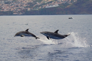 Funchal: RIB Whale-Watching-Bootsfahrt und optionales Delphinschwimmen