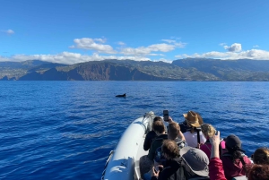 Funchal: RIB Whale-Watching-Bootsfahrt und optionales Delphinschwimmen