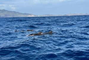 Funchal: RIB Whale-Watching-Bootsfahrt und optionales Delphinschwimmen