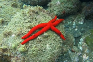 Funchal: Snorklausseikkailu ekopuistossa / rannalla tai veneellä