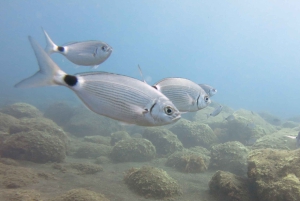 Funchal: Snorklausseikkailu ekopuistossa / rannalla tai veneellä