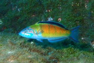 Funchal: Snorklausseikkailu ekopuistossa / rannalla tai veneellä