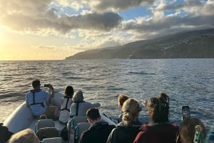 Funchal: Tramonto sull'acqua in barca RIB +opzione delfino/balena