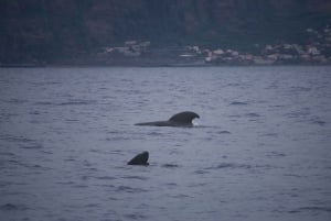 Funchal: Tramonto sull'acqua in barca RIB +opzione delfino/balena