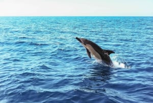 Lisbona: Tour in barca per l'osservazione dei delfini nel Parco Naturale di Arrábida