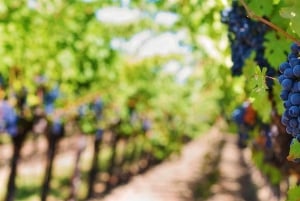 Lizbona: Setúbal, Arrábida i Azeitão - prywatna wycieczka winiarska