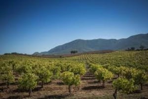 Lizbona: Setúbal, Arrábida i Azeitão - prywatna wycieczka winiarska