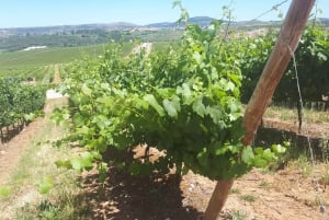 Wijnproeverij Lissabon privétour