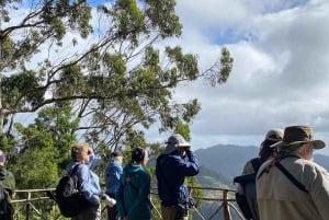 Madeira: Birdwatching - Gli Endemici