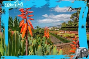 Madeira: Botaniska trädgårdar + Gamla stan med tuk-tuk-tur med MadTuk