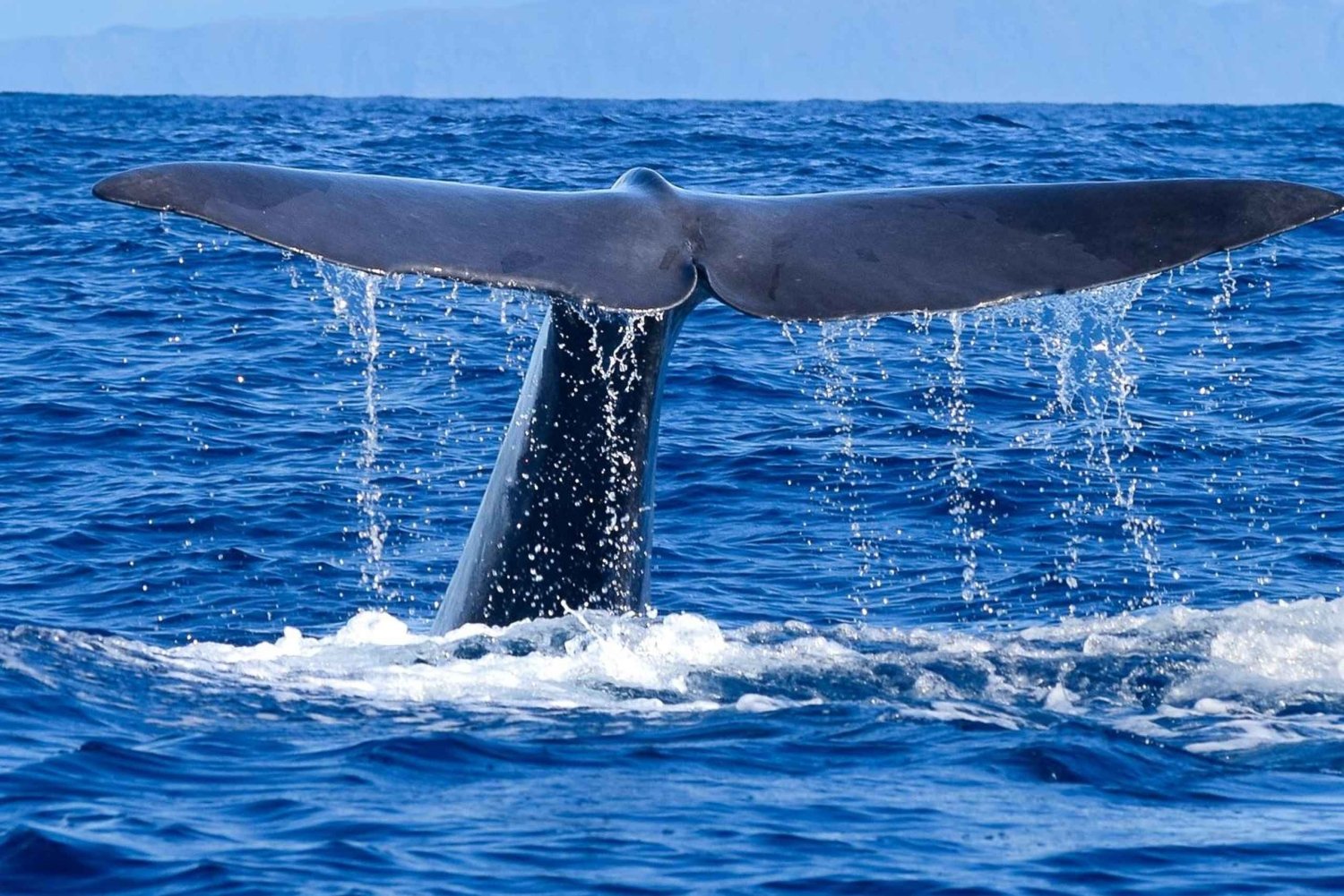 Madeira: excursión responsable de avistamiento de ballenas y/o delfines
