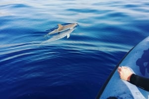 Madeira: Ansvarsfull val- och/eller delfinsafari