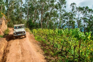 Madeira: Half-Day Nun's Valley and Sea Cliff Tour