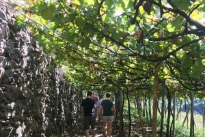 Madeira: Highest Cliff in Europe & Visit to a Winery