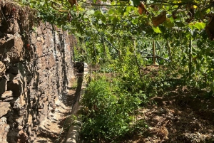 Madeira: Highest Cliff in Europe & Visit to a Winery
