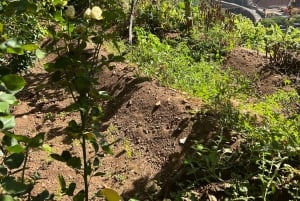 Madeira: Highest Cliff in Europe & Visit to a Winery