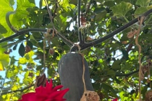 Madeira: Highest Cliff in Europe & Visit to a Winery