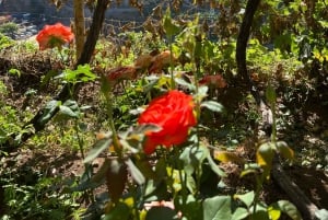 Madeira: Highest Cliff in Europe & Visit to a Winery