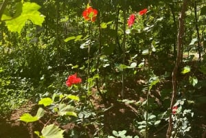 Madeira: Highest Cliff in Europe & Visit to a Winery
