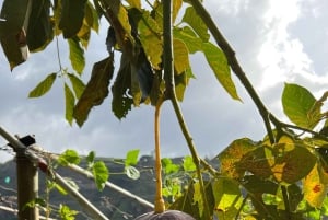 Madeira: Highest Cliff in Europe & Visit to a Winery