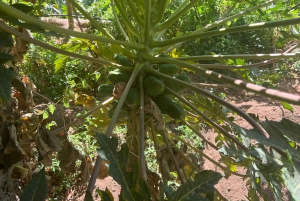 Madeira: Highest Cliff in Europe & Visit to a Winery