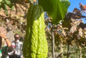 Madeira: Highest Cliff in Europe & Visit to a Winery