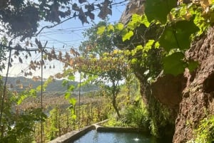 Madeira: Highest Cliff in Europe & Visit to a Winery