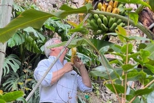 Madeira: Highest Cliff in Europe & Visit to a Winery