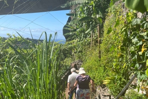 Madeira: Highest Cliff in Europe & Visit to a Winery